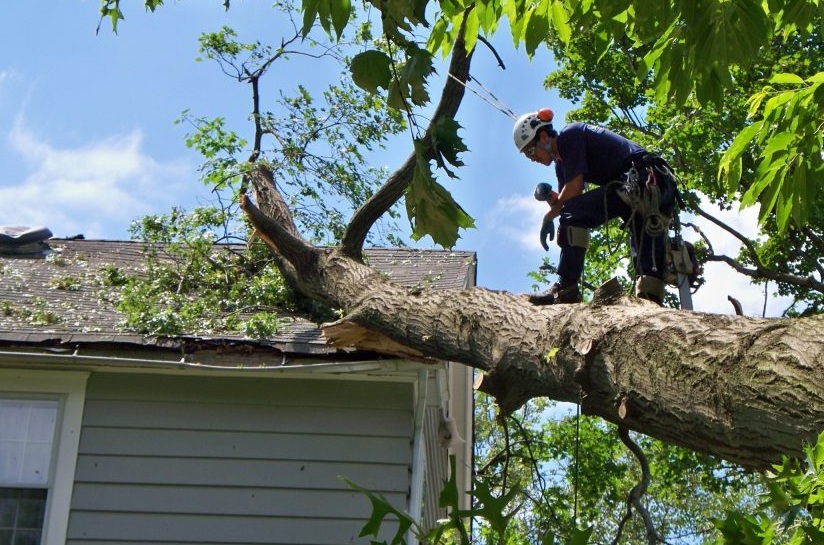 the-woodlands-emergency-tree-services-1