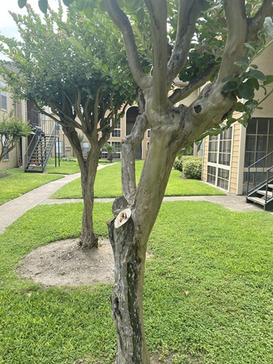 the-woodlands-tree-removal-services-2