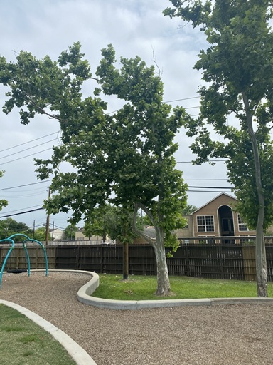 about-the-woodlands-tree-removal