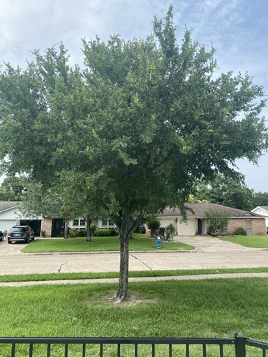 the-woodlands-tree-removal-service