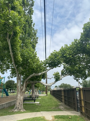 the-woodlands-tree-trimming-1