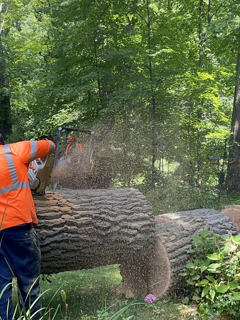 the-woodlands-tree-removal-services-1