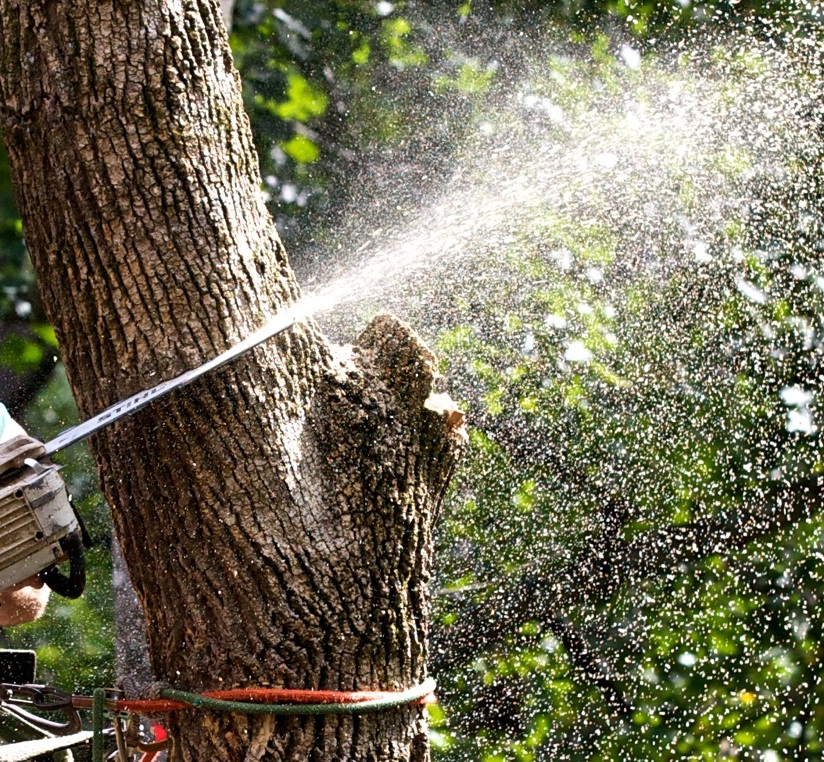 expert-tree-removal-1