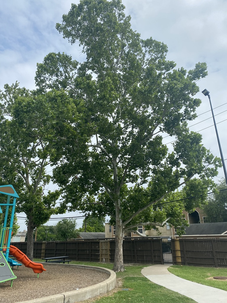 The Woodlands Tree Removal